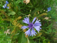 Centaurea cyanus