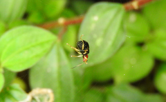 Gynandrobrotica lepida