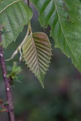 Betula alnoides