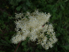 Filipendula