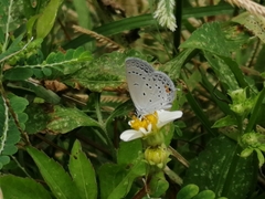 Cupido comyntas texana