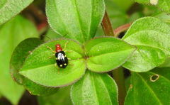 Gynandrobrotica lepida