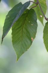 Betula alnoides