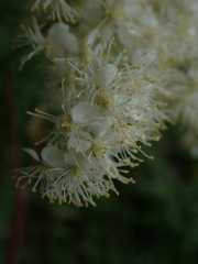 Filipendula