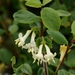 Small-leaved Honeysuckle - Photo (c) Pyak Andrei, some rights reserved (CC BY-NC), uploaded by Pyak Andrei