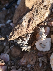 Monsonia multifida
