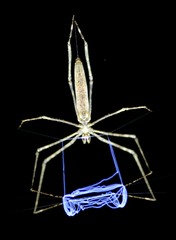 Deinopis