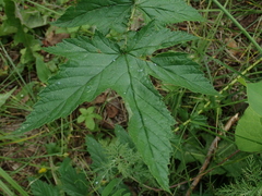 Filipendula