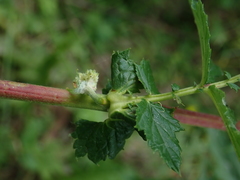 Filipendula