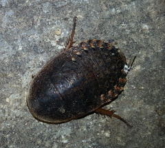Opisthoplatia orientalis