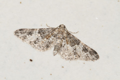 Eupithecia stertzi