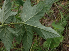 Filipendula