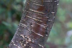 Betula alnoides