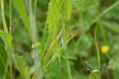 Crambus lathoniellus