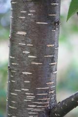 Betula alnoides