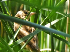 Acrocephalus scirpaceus