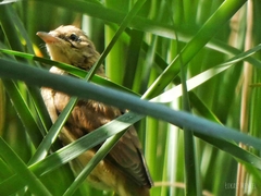 Acrocephalus scirpaceus