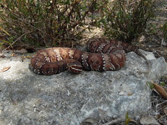Agkistrodon russeolus
