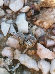 Monsonia multifida