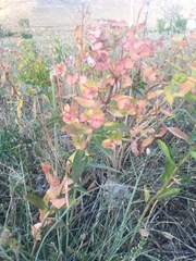 Euphorbia iberica