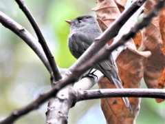 Contopus cinereus