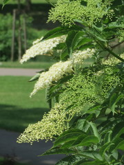 Sambucus nigra