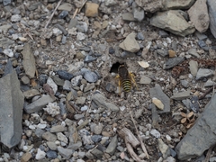 Bembix tarsata