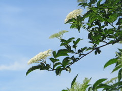 Sambucus nigra
