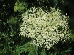 Sambucus nigra