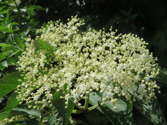 Sambucus nigra
