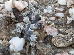Monsonia multifida