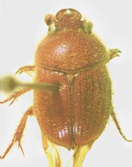 Neochodaeus