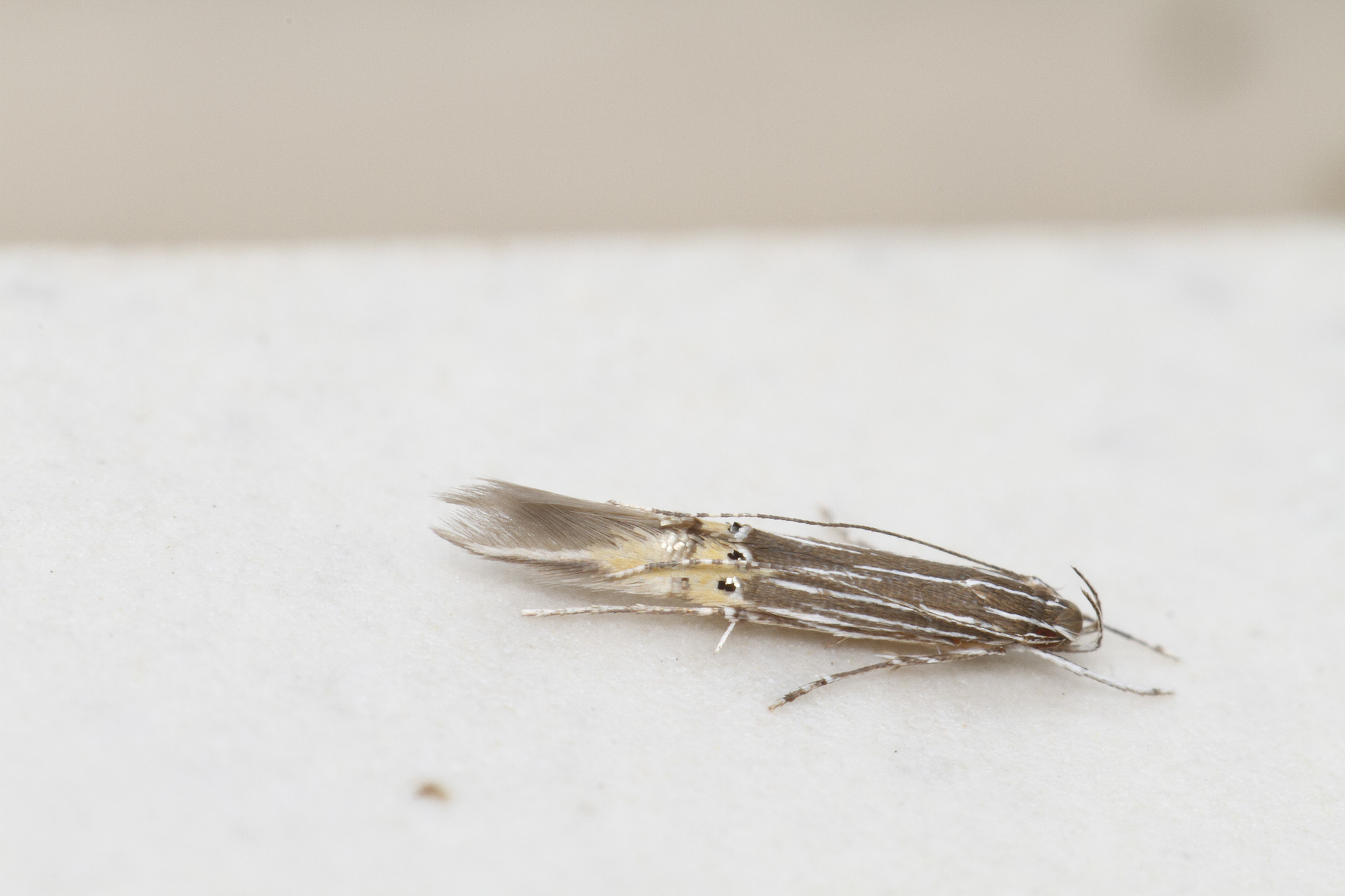 Cosmopterix coryphaea