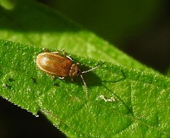 Neogalerucella