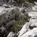 Festuca ovina alpina - Photo (c) Christian Berg, μερικά δικαιώματα διατηρούνται (CC BY), uploaded by Christian Berg