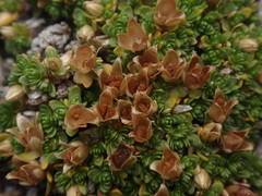 Facchinia cherlerioides