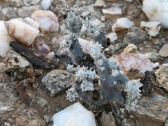 Monsonia multifida