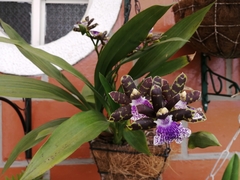 Orchidaceae