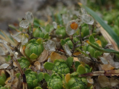 Image of Draba sauteri by (c) Christian Berg, some rights reserved (CC BY)