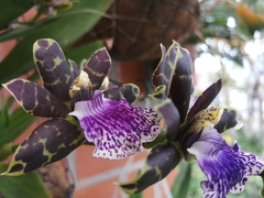 Orchidaceae