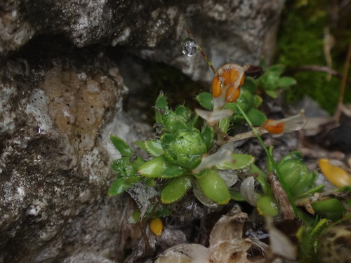 Image of Sauter's Whitlow-grass by (c) Christian Berg, some rights reserved (CC BY)