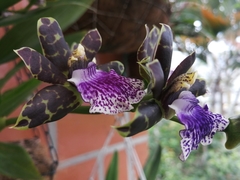 Orchidaceae