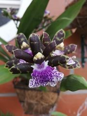 Orchidaceae