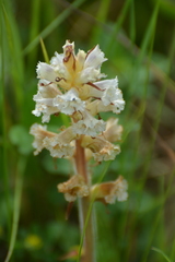 Orobanche picridis