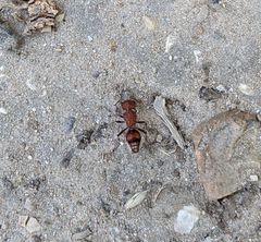 Dasymutilla scaevola