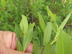 Salix commutata