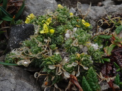 Draba sauteri