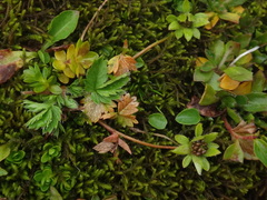 Potentilla brauniana