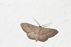 Scopula guancharia
