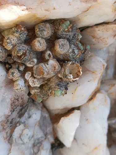 Conophytum quaesitum